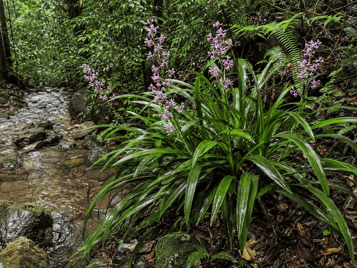 Native Stream Lily (Helmholtzia glaberrima) - Ladybird Nursery