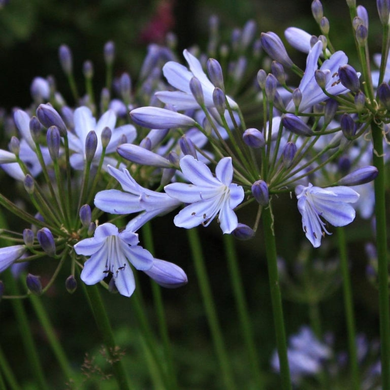 Agapanthus Streamline