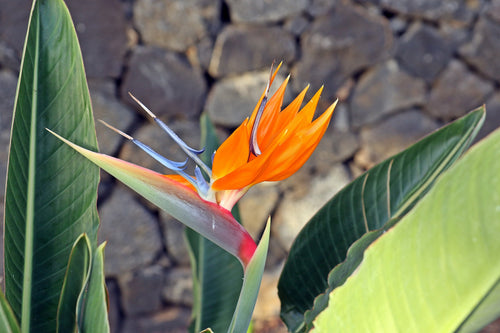 Bird of Paradise (Strelitzia parvifolia) - Ladybird Nursery