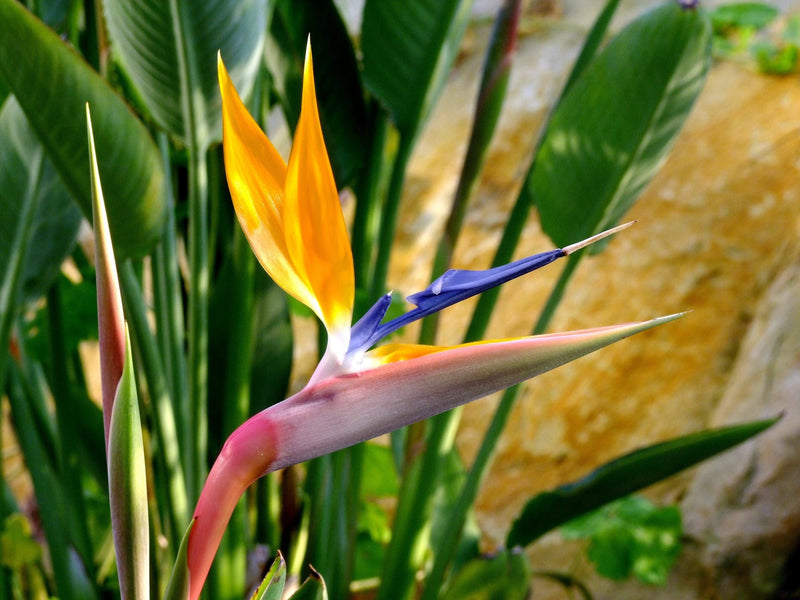Bird of Paradise (Strelitzia reginae)