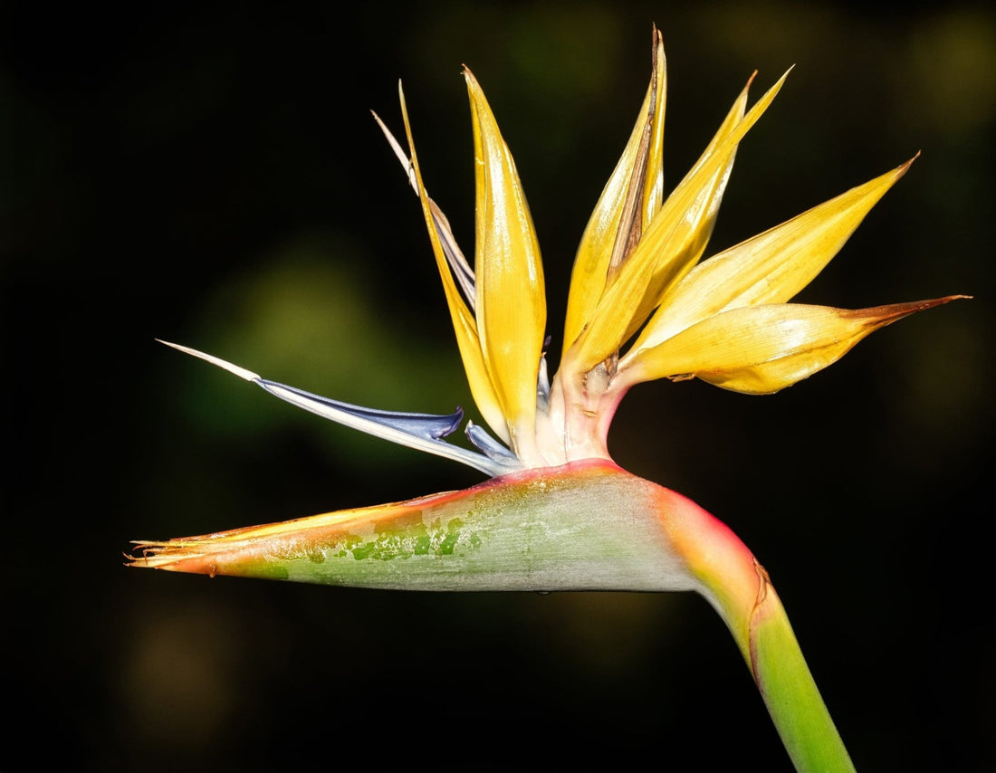 Bird of Paradise Mandelas Gold (Strelitzia reginae) - Ladybird Nursery
