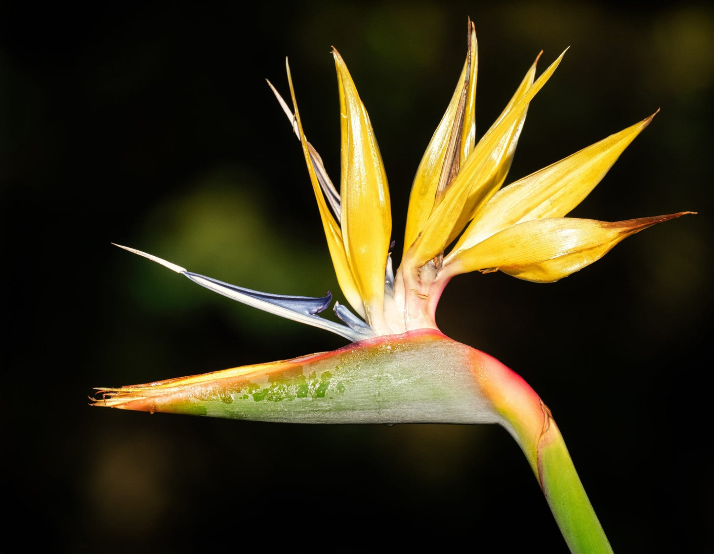 Bird of Paradise Mandelas Gold (Strelitzia reginae)