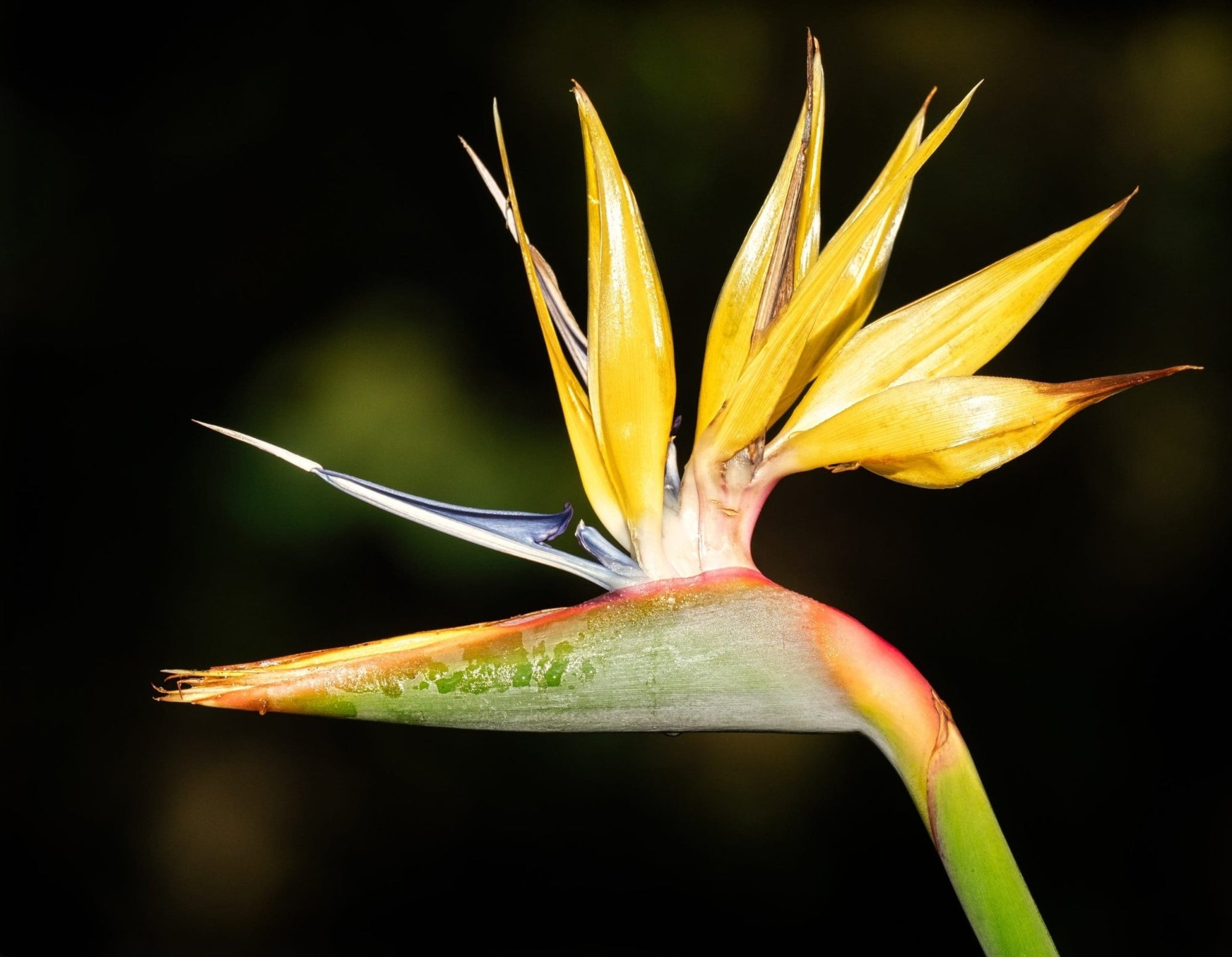 Bird of Paradise Mandelas Gold (Strelitzia reginae) - Ladybird Nursery