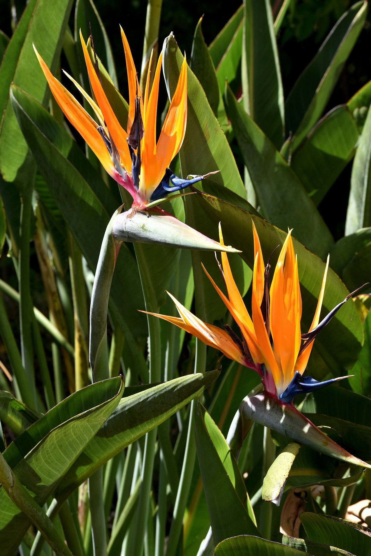 Bird of Paradise Mandelas Gold (Strelitzia reginae) - Ladybird Nursery