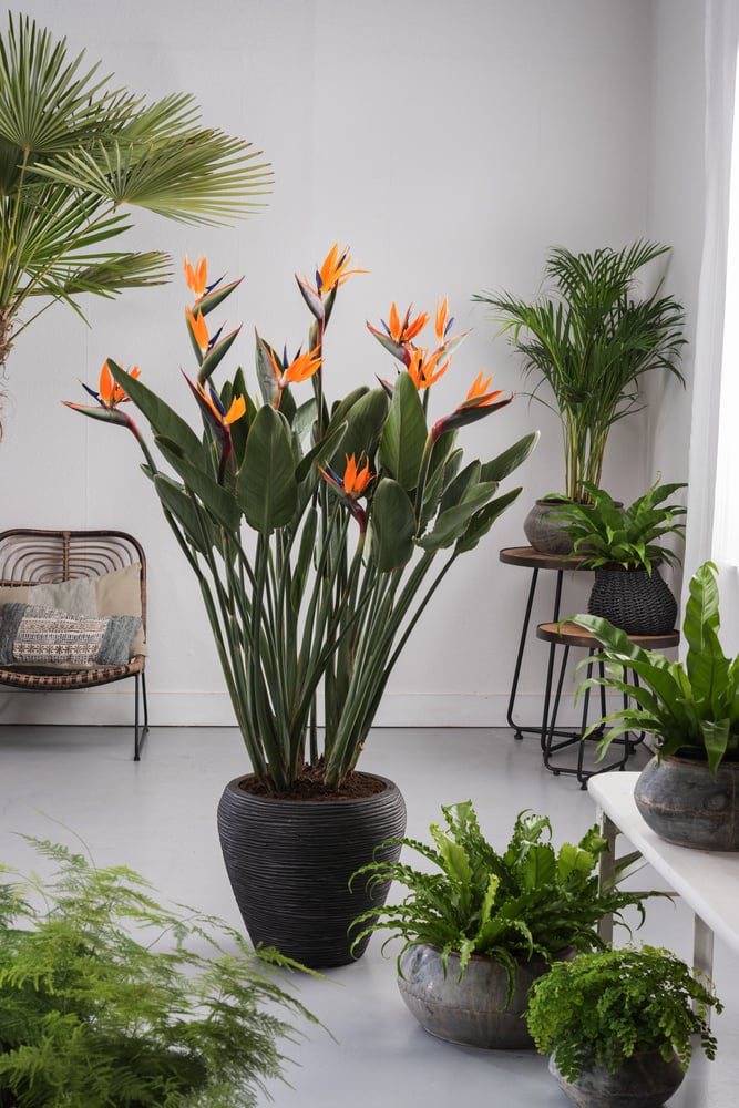 Bird of Paradise Multi planted (Strelitzia reginae) - Ladybird Nursery