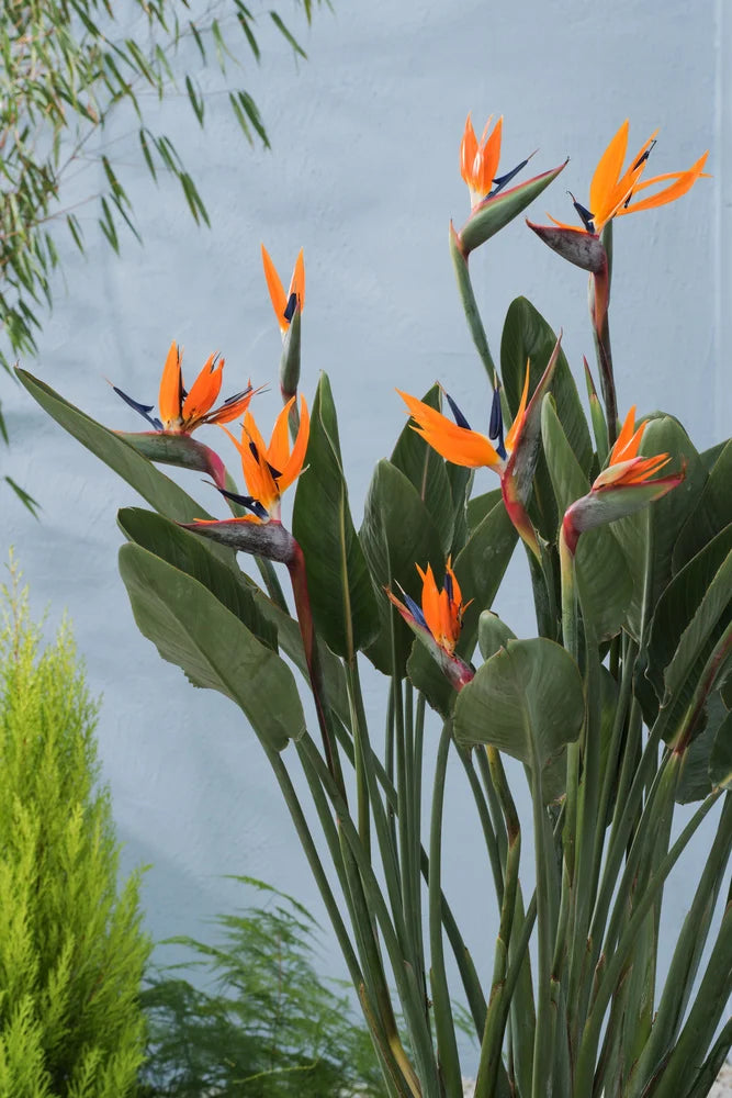 Bird of Paradise Multi planted (Strelitzia reginae)