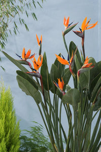 Bird of Paradise Multi planted (Strelitzia reginae)