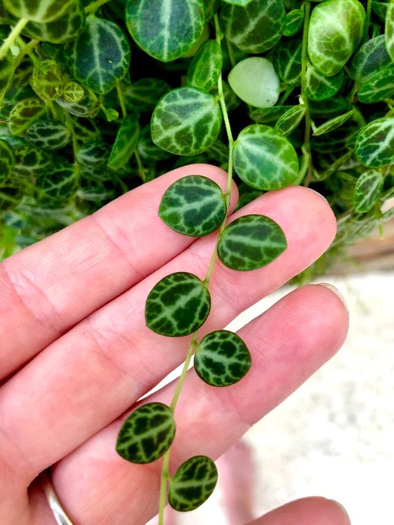 Peperomia 'String of Turtles' (Peperomia Prostrata) - Ladybird Nursery
