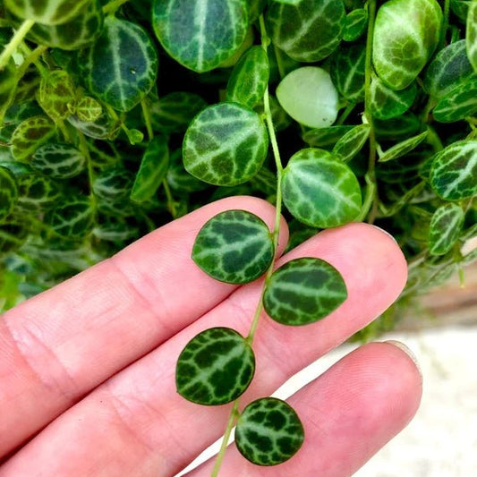 Peperomia 'String of Turtles' (Peperomia Prostrata) - Ladybird Nursery