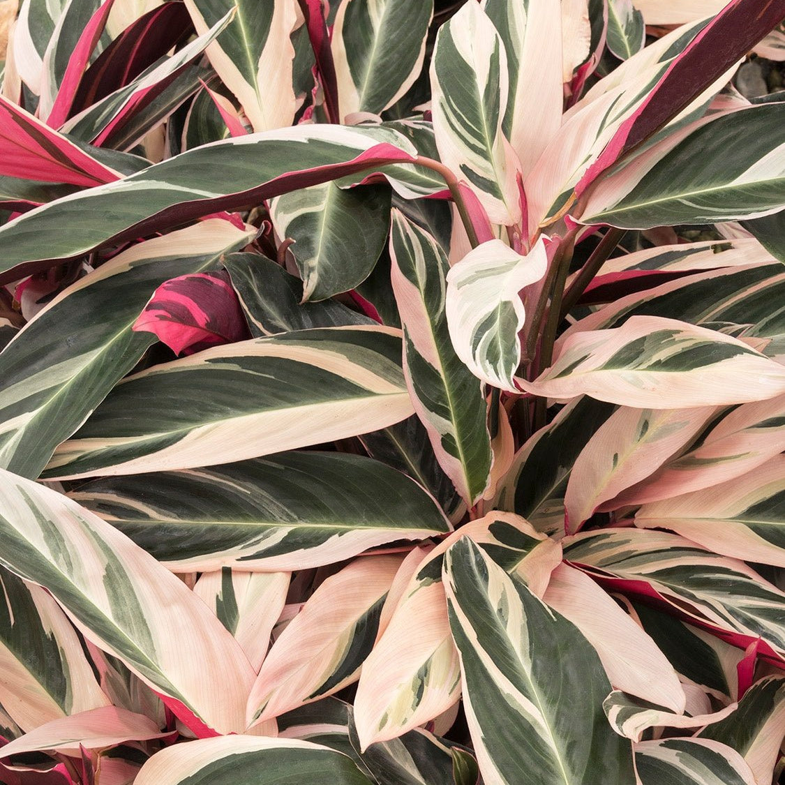 Stromanthe sanguinea 'Triostar' - Ladybird Nursery