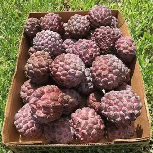 Sugar apple Grafted Kampong Mauve - Ladybird Nursery