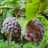 Sugar apple Grafted Kampong Mauve