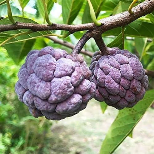 Sugar apple Grafted Kampong Mauve