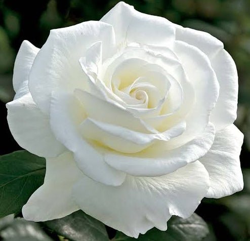 Rose 'Sugar Moon' (Rosa)