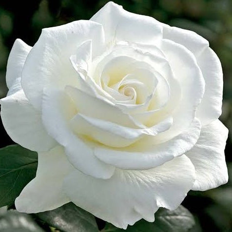 Rose 'Sugar Moon' (Rosa) - Ladybird Nursery