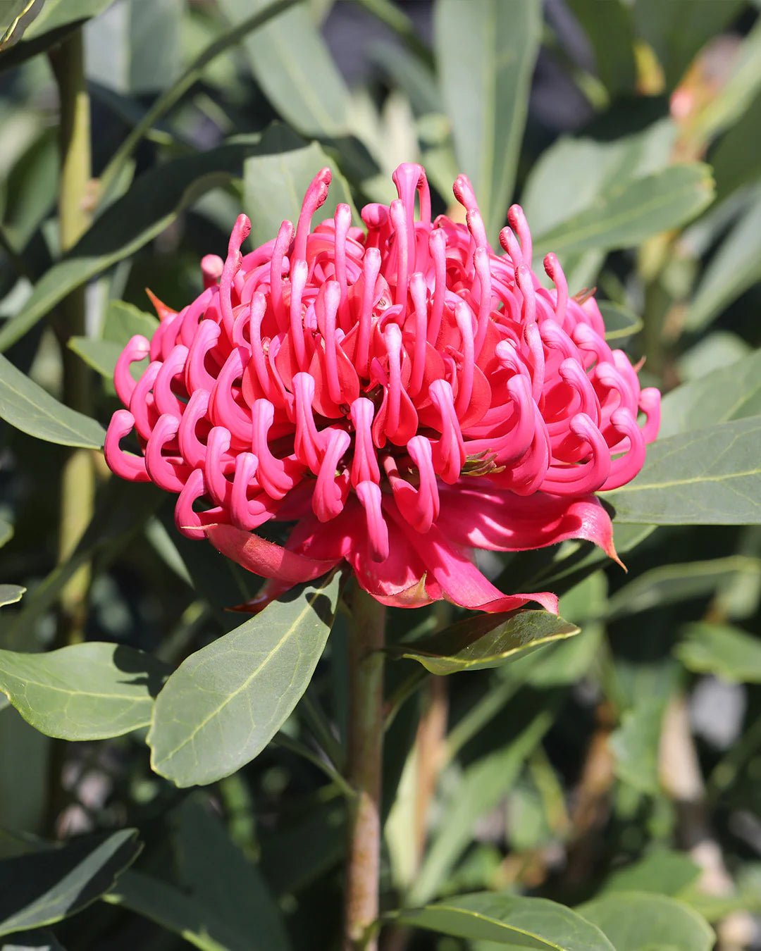 Waratah Wild Brumby 'Sugar Plum (Telopea) - Ladybird Nursery