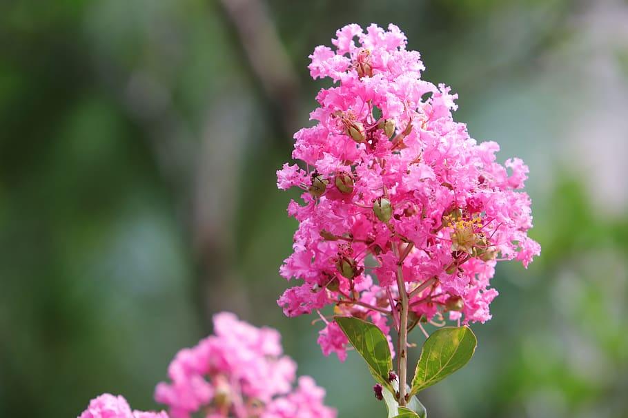 Crepe Myrtle Potomac (Lagerstroemia indica)