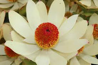 Leucadendron 'Summer Sun' - Ladybird Nursery