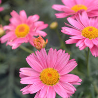 Argyranthemum 'Summer Shades'