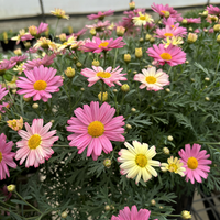 Argyranthemum 'Summer Shades'