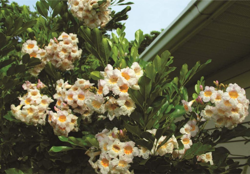 Radermachera Summerscent ™ - Ladybird Nursery