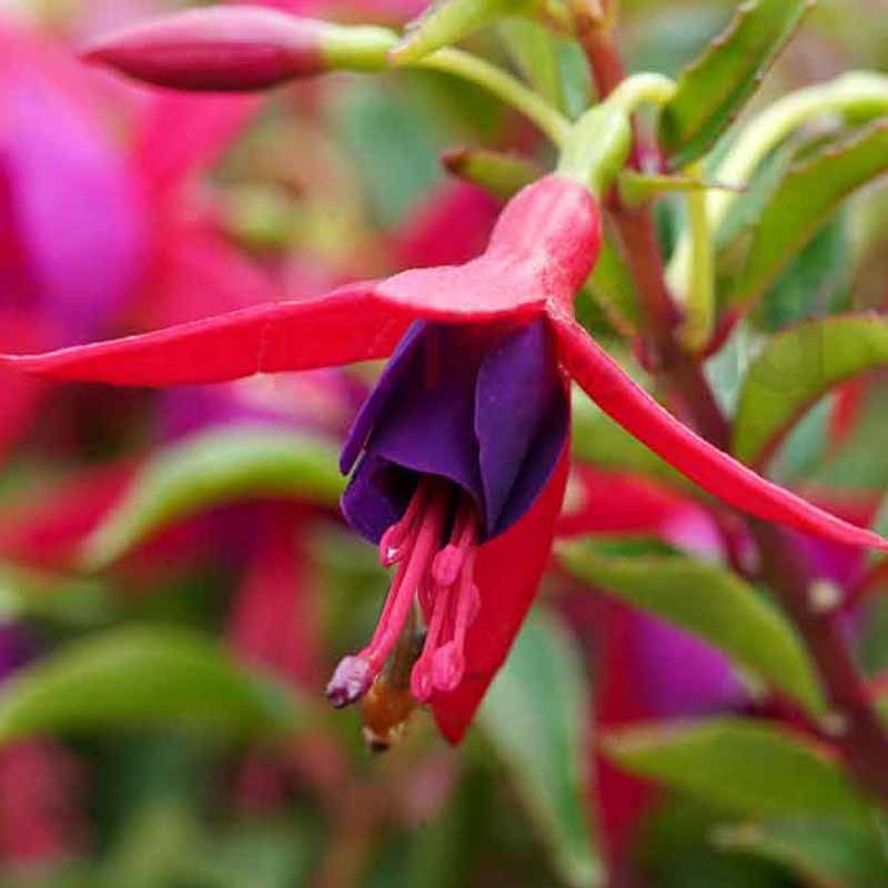 Electric Lights (Fuchsia)