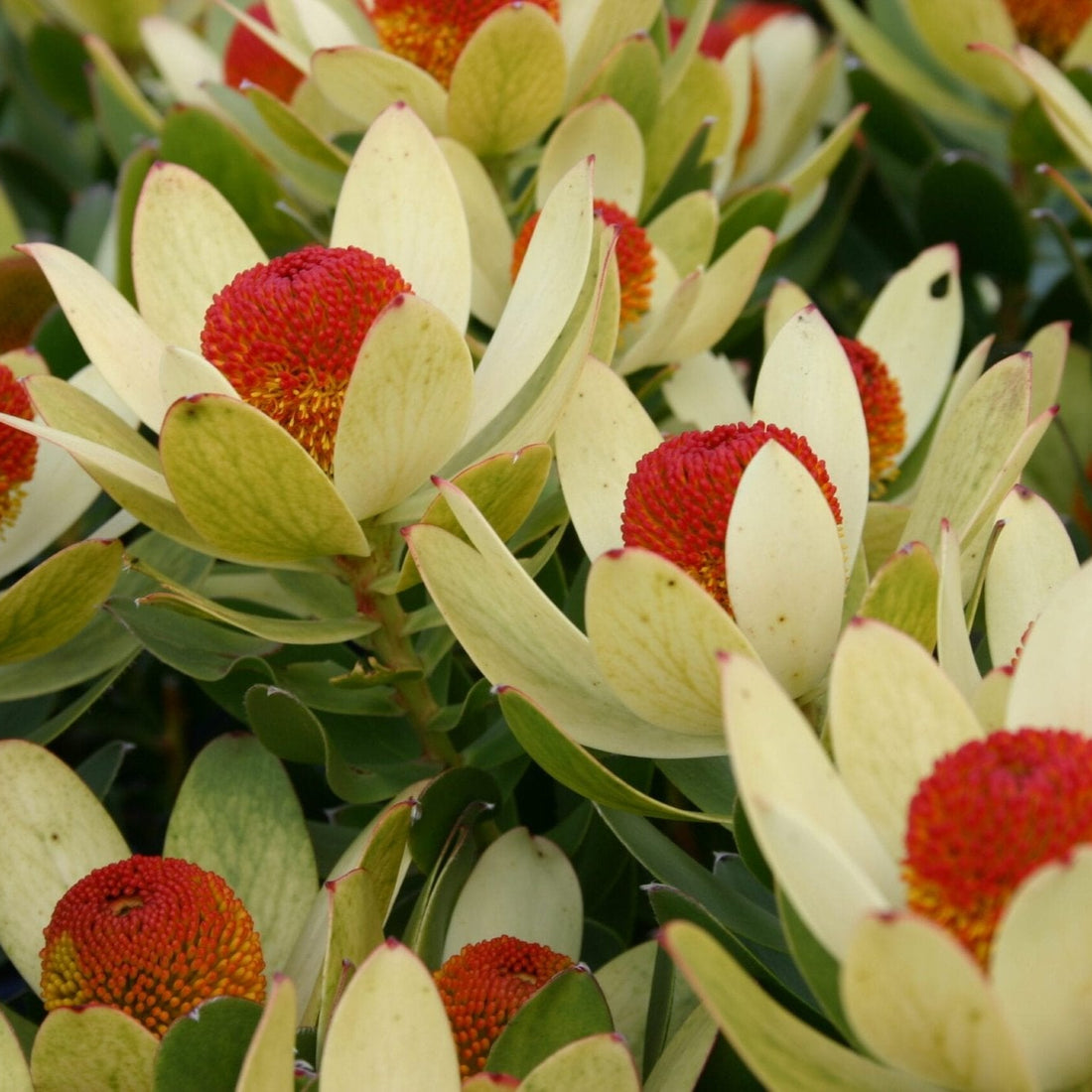 Leucadendron 'Summer Sun' - Ladybird Nursery