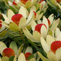 Leucadendron 'Summer Sun' - Ladybird Nursery