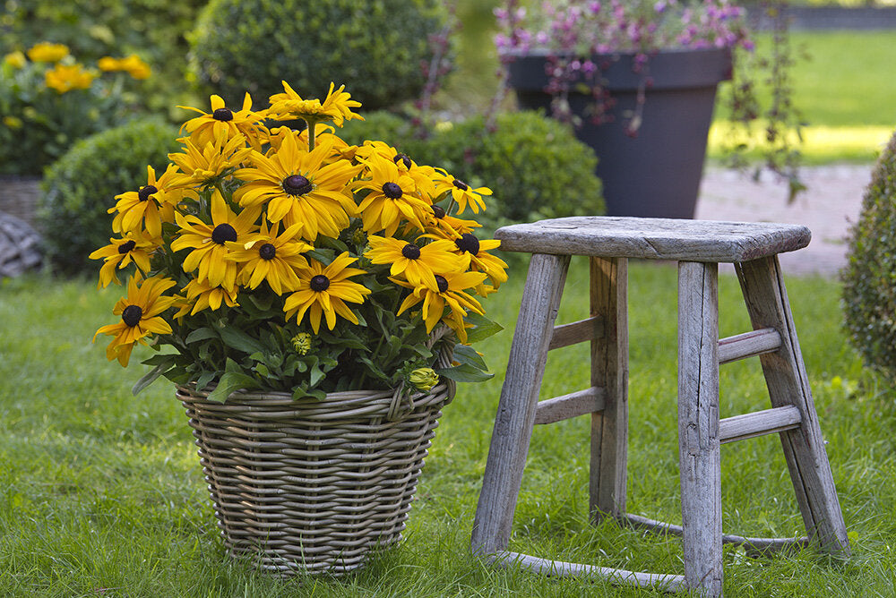 Rudbeckia Sunbeckia Black-eyed Susan Paulina