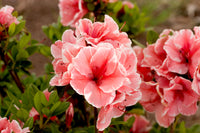 Azalea ENCORE AUTUMN SUNBURST™