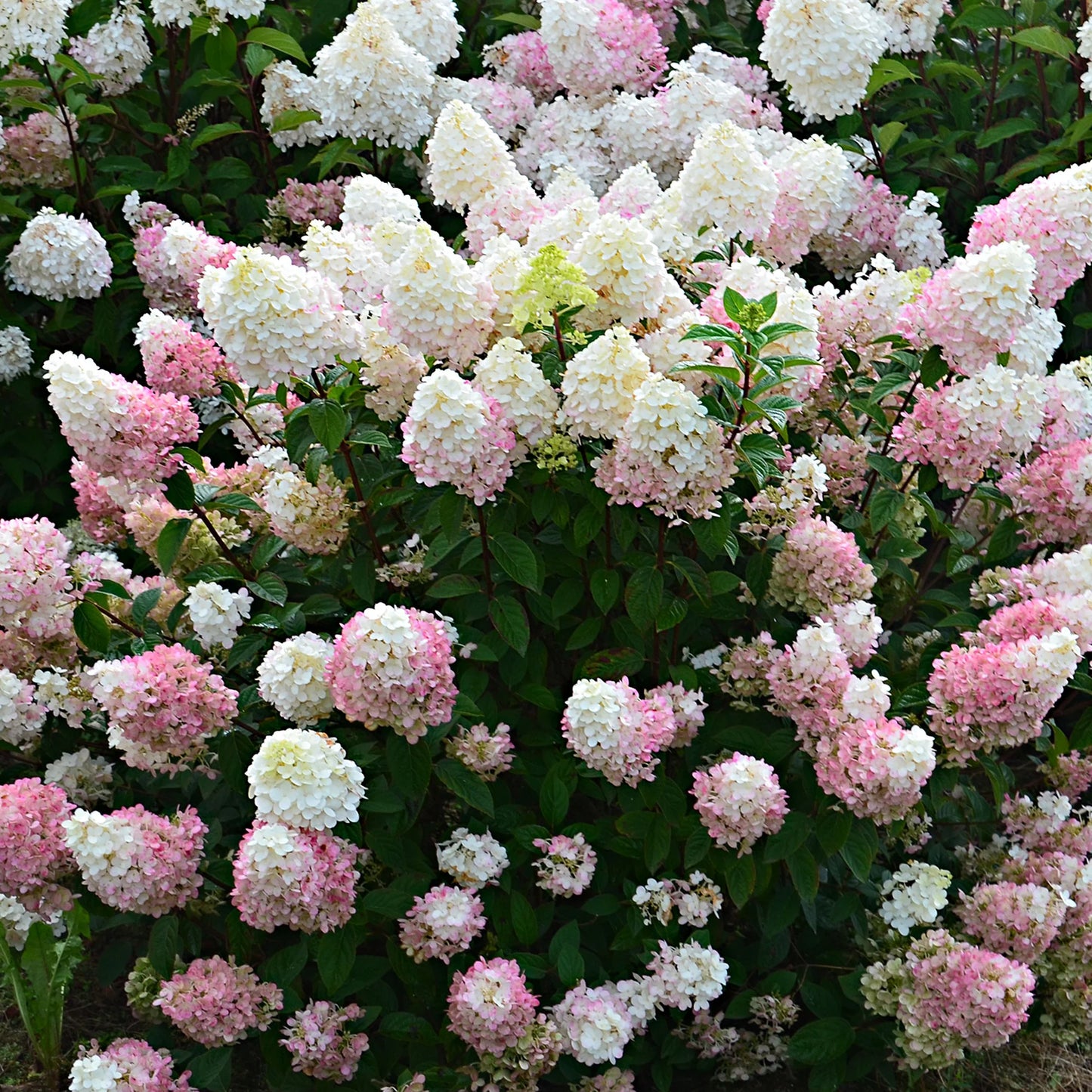 Hydrangea paniculata 'Sundae Fraise'