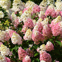 Hydrangea paniculata 'Sundae Fraise' - Ladybird Nursery