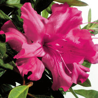 Azalea Carnival Time