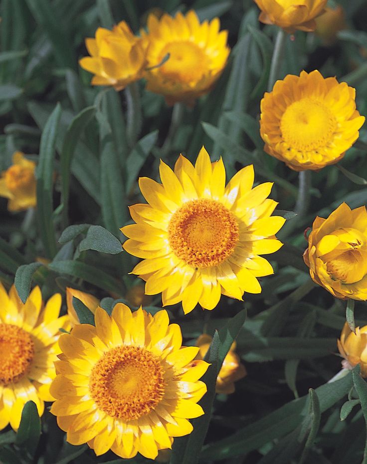 Paper Daisy ® Golden Beauty (Bracteantha Sundaze) - Ladybird Nursery