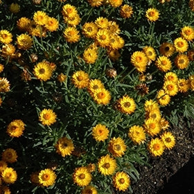 Paper Daisy ® Golden Beauty (Bracteantha Sundaze)