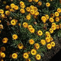 Paper Daisy ® Golden Beauty (Bracteantha Sundaze) - Ladybird Nursery