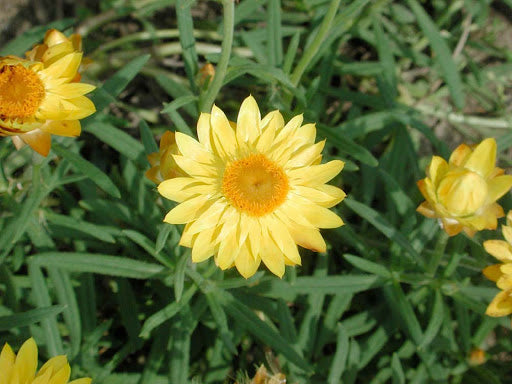 Paper Daisy ® Golden Beauty (Bracteantha Sundaze)