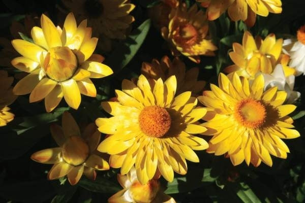 Paper Daisy ® Golden Beauty (Bracteantha Sundaze)