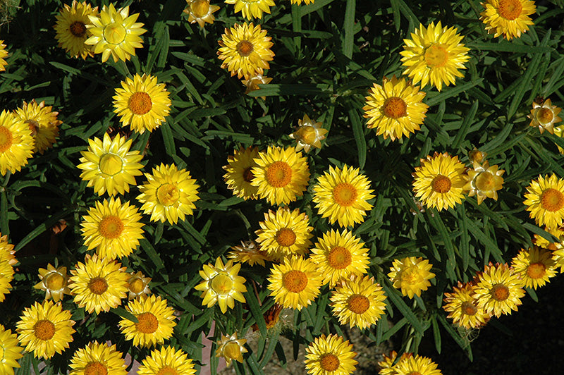 Paper Daisy ® Golden Beauty (Bracteantha Sundaze)