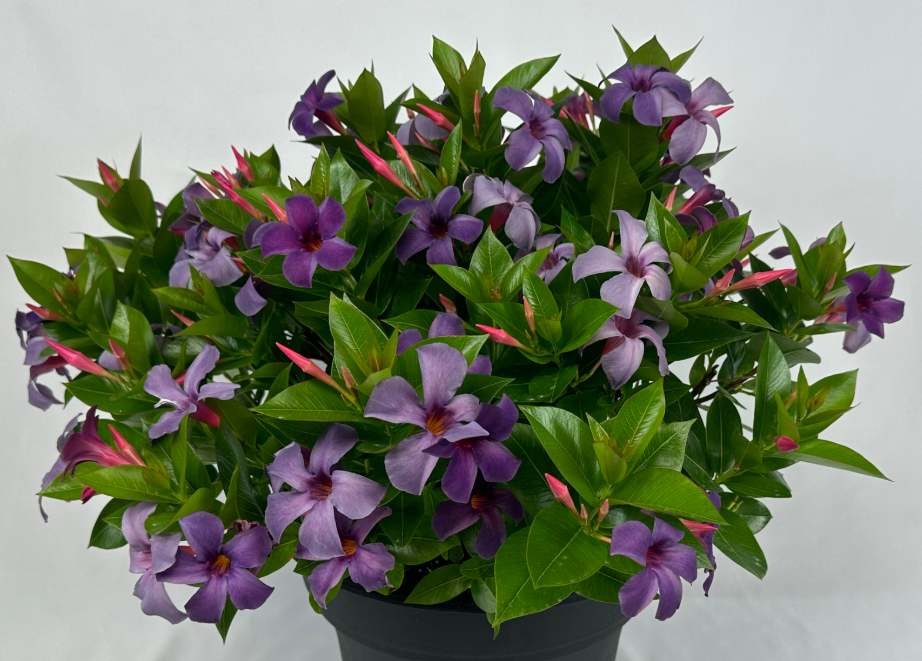 Mandevilla ‘Sun Parasol Blue'