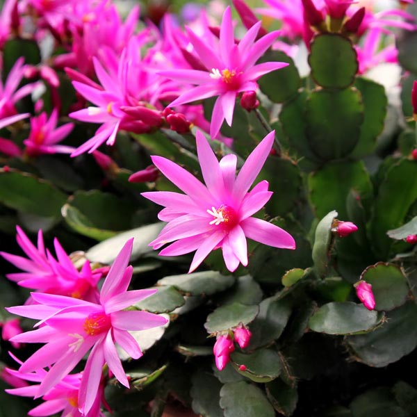 Sunrise Cactus (Rhipsalidopsis gaertneri)