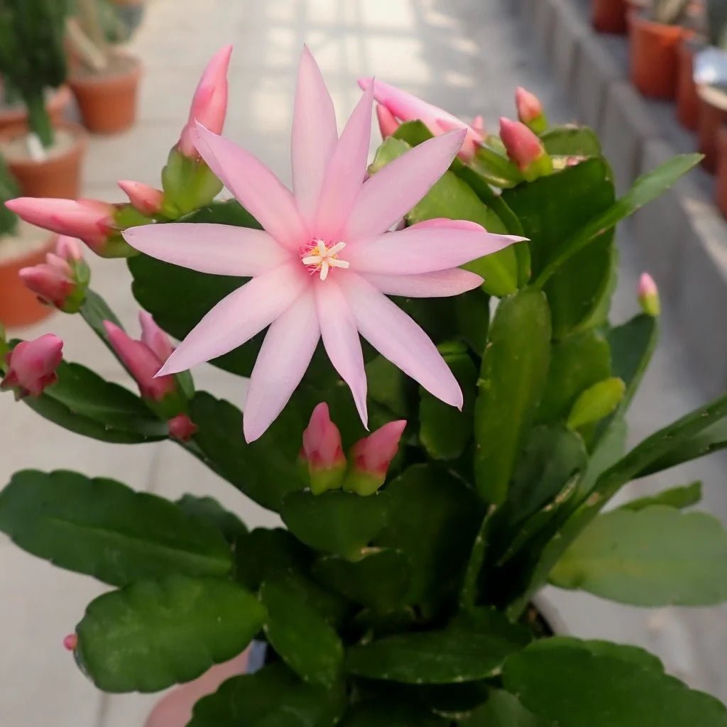 Sunrise Cactus (Rhipsalidopsis gaertneri) - Ladybird Nursery