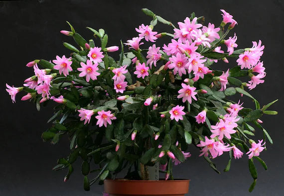 Sunrise Cactus (Rhipsalidopsis gaertneri)