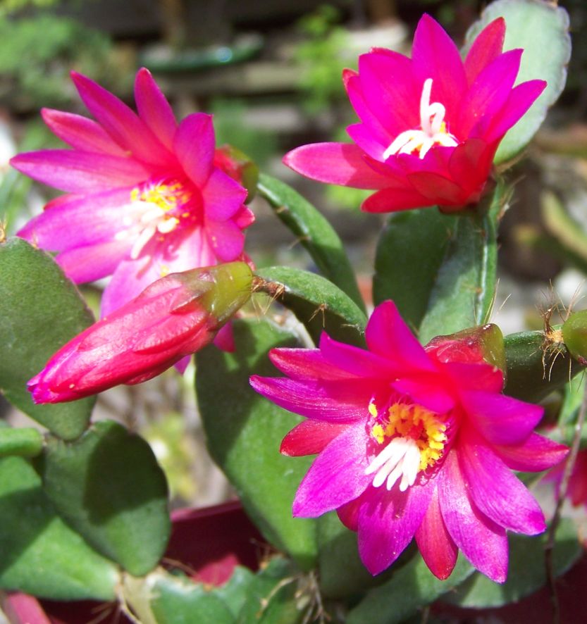 Sunrise Cactus (Rhipsalidopsis gaertneri) - Ladybird Nursery