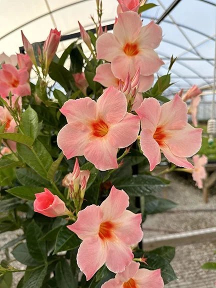 Mandevilla 'Peach Sunrise' - Ladybird Nursery