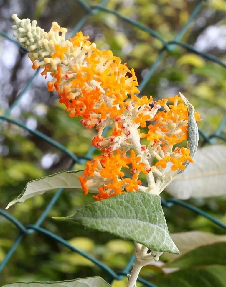 Sunset (Buddleja madagascariensis) - Ladybird Nursery