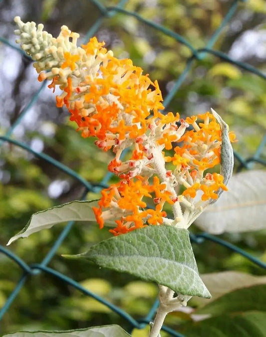 Sunset (Buddleja madagascariensis) - Ladybird Nursery