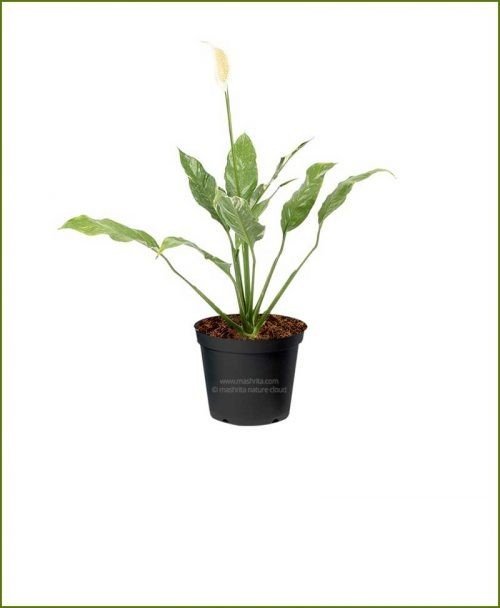 Peace Lily Sunshine Loveworthy (Spathiphyllum) - Ladybird Nursery