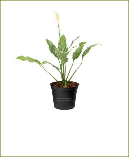 Peace Lily Sunshine Loveworthy (Spathiphyllum)
