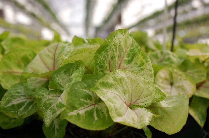 Syngonium Sunshine - Ladybird Nursery